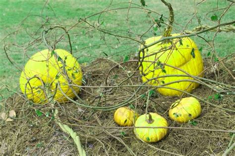 10 Wild Pumpkin Betsson