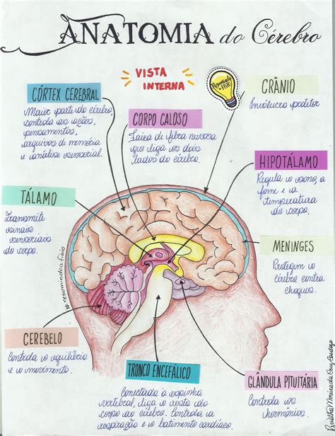 A Formacao Do Cerebro De Dados De Fenda Esta Cheio