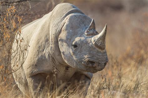 African Rhino 1xbet