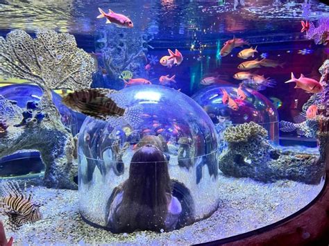 Aquarium Bodog