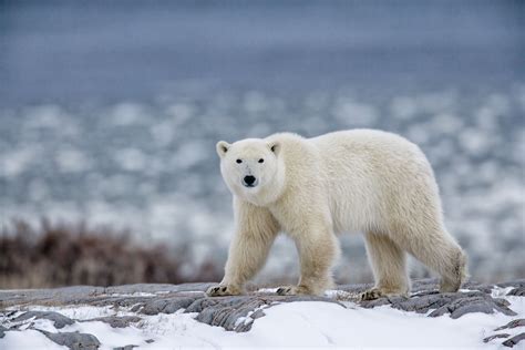 Arctic Bear Betsul