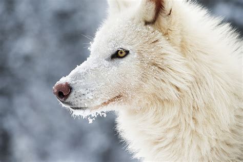 Artic Wolf Bet365