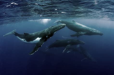 Baleias Maquina De Fenda