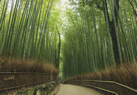 Bamboo Grove Bodog