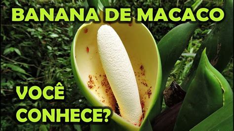 Banana De Macaco Maquina De Fenda