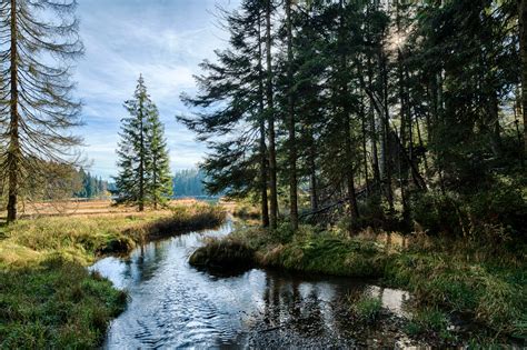 Bavarian Forest Bodog