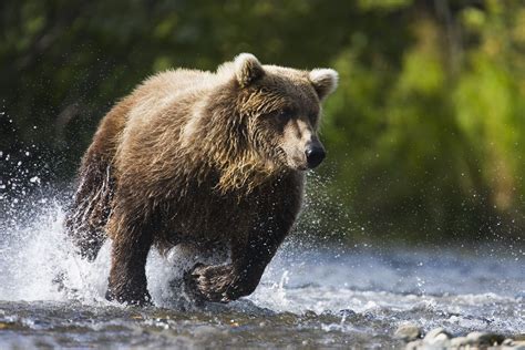 Bear Run Betsul