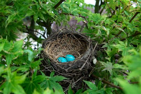 Birds Nest 1xbet