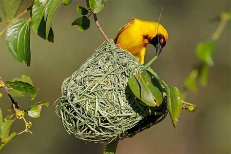 Birds Nest Bodog