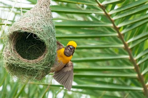 Birds Nest Sportingbet