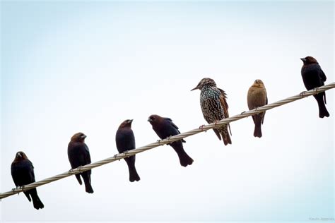 Birds On A Wire Blaze