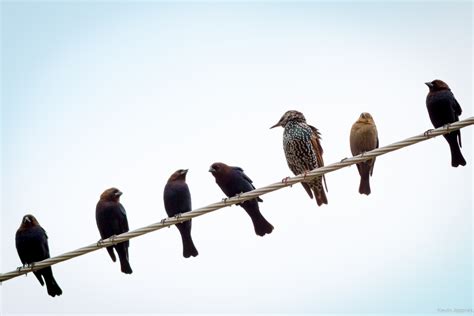 Birds On A Wire Bwin