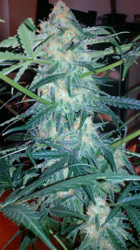 Black Jack Auto Jdc