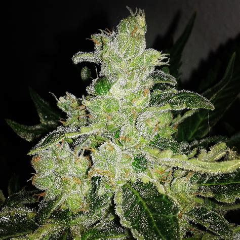 Black Jack F1