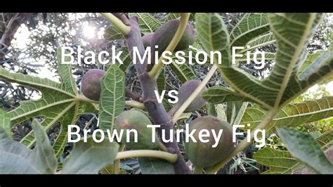 Black Jack Fig Vs Brown Turquia