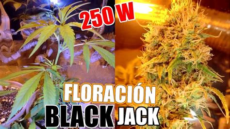 Black Jack Floracion