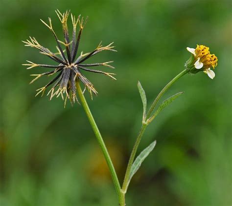 Blackjack Ervas Daninhas Africa Do Sul