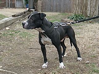 Blackjack Pitbull Pedigree