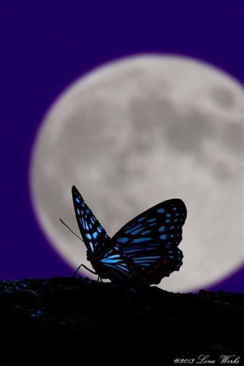Butterfly Moon Betsul