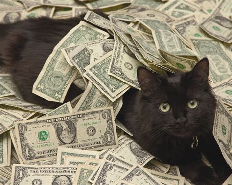 Cash Cats Sportingbet