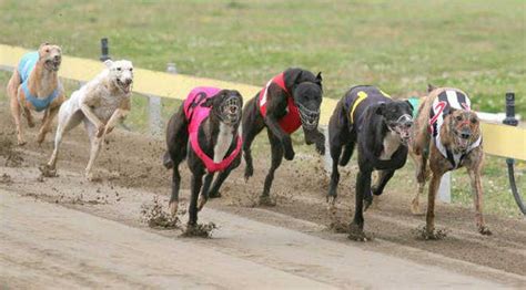 Casino Galgos De Corrida Do Clube