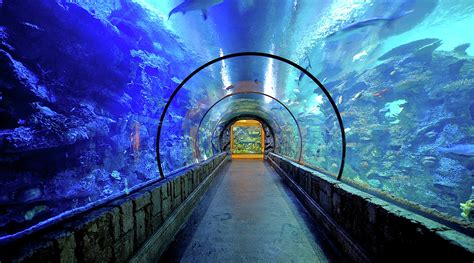 Casino Mandalay Bay Shark Reef