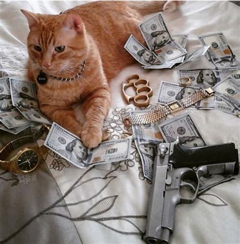 Cat Gangster Betfair