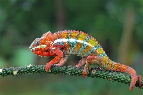 Chameleon Betano