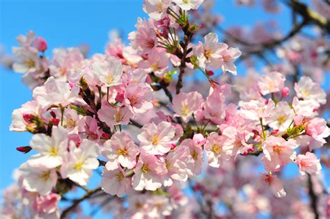 Cherry Blossom Bwin