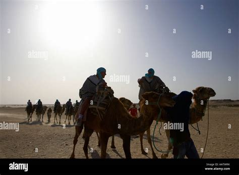 Desert Camel Blaze