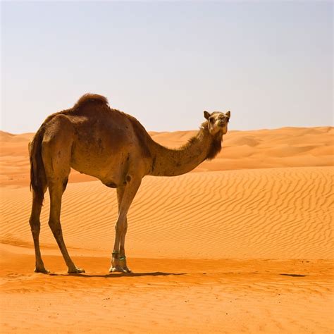 Desert Camel Leovegas