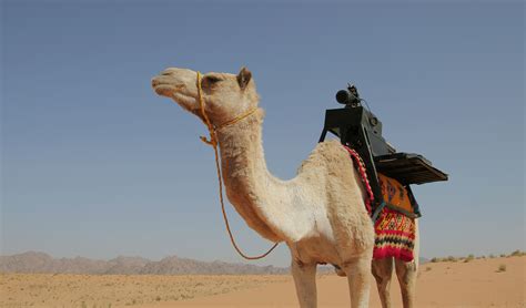 Desert Camel Pokerstars