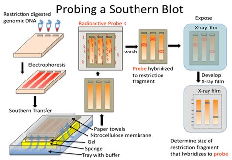 Dna Slot Blot Hybridization