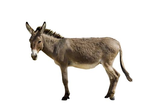 Donkey Definicao