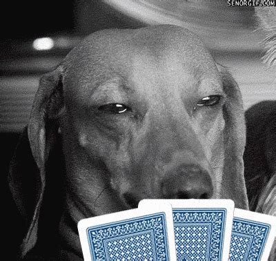 Engracado Poker Face Fotos