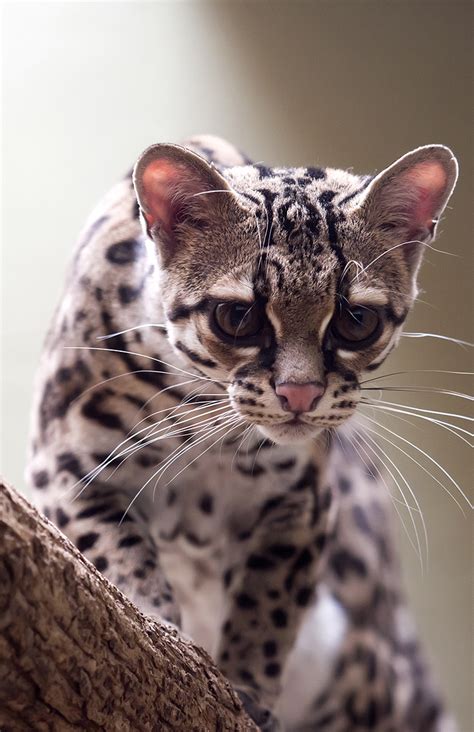 Exotic Cats Brabet