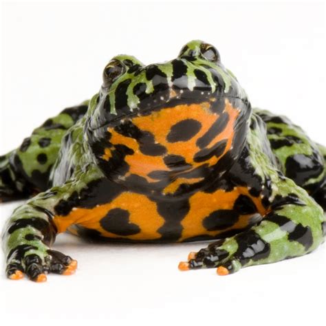 Fire Toad Bet365