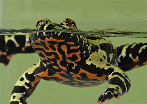 Fire Toad Parimatch
