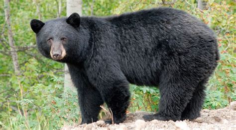 Fond Du Lac Reserva De Urso Preto Casino