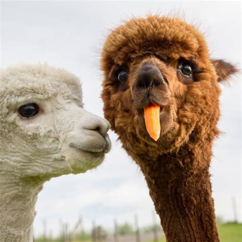 Funny Alpaca Leovegas