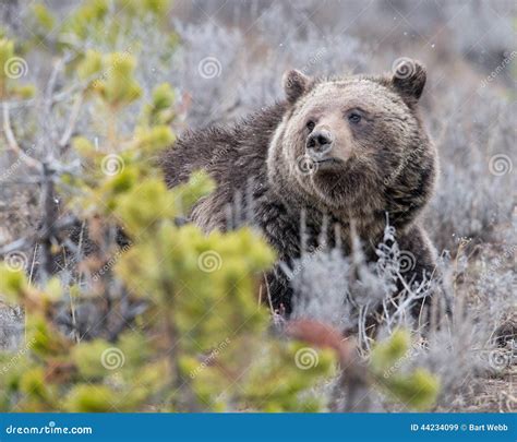 Golden Grizzly Blaze