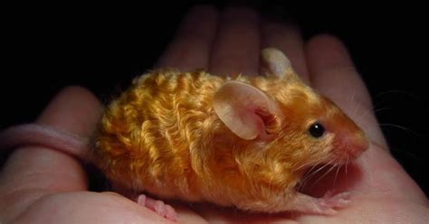 Golden Mouse Betsul
