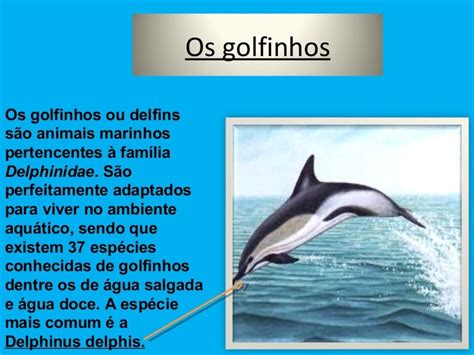 Golfinho De Fenda