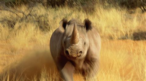 Great Rhino Brabet