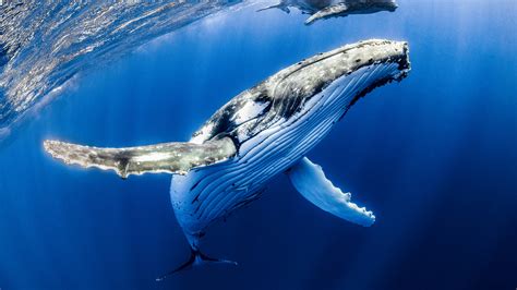 Great Whale Betsul