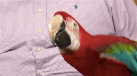Happy Parrot Bodog