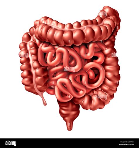 Intestino Sistema De Roleta