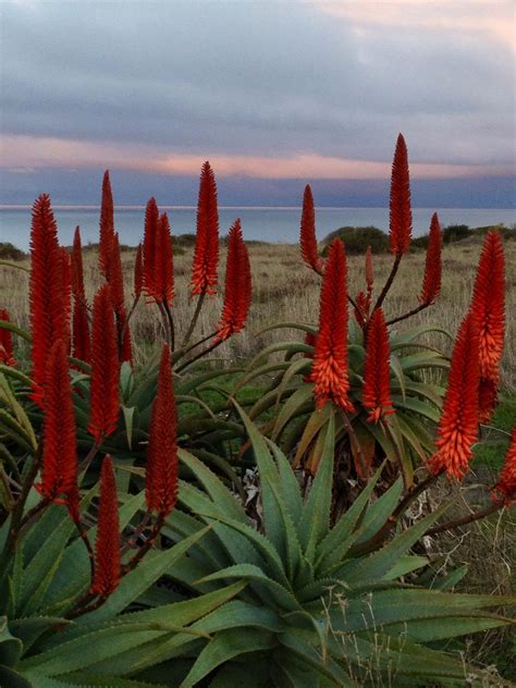 Jardinagem Red Hot Poker