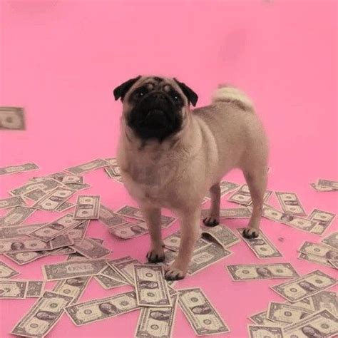 Jogar Crazy Pug Com Dinheiro Real