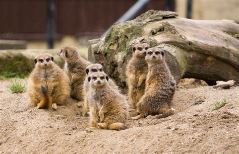 Jogue Meerkats Family Online
